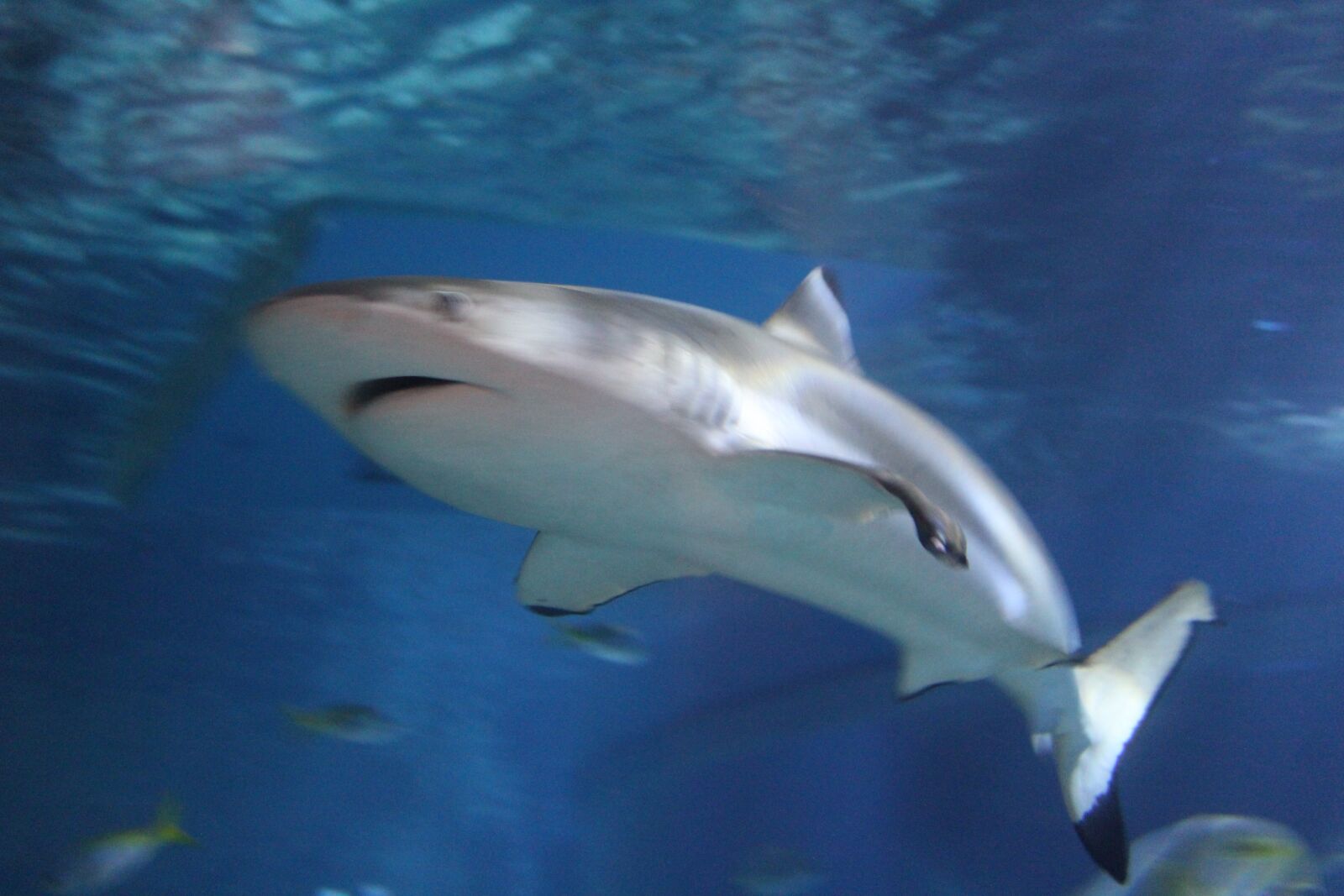 Canon EOS 1200D (EOS Rebel T5 / EOS Kiss X70 / EOS Hi) sample photo. Shark, fish, aquarium photography