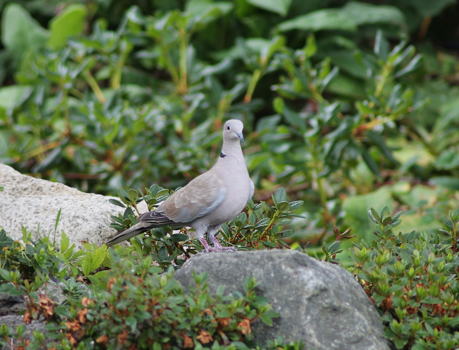 Canon EOS 1100D (EOS Rebel T3 / EOS Kiss X50) sample photo. Dove, bird, summer photography