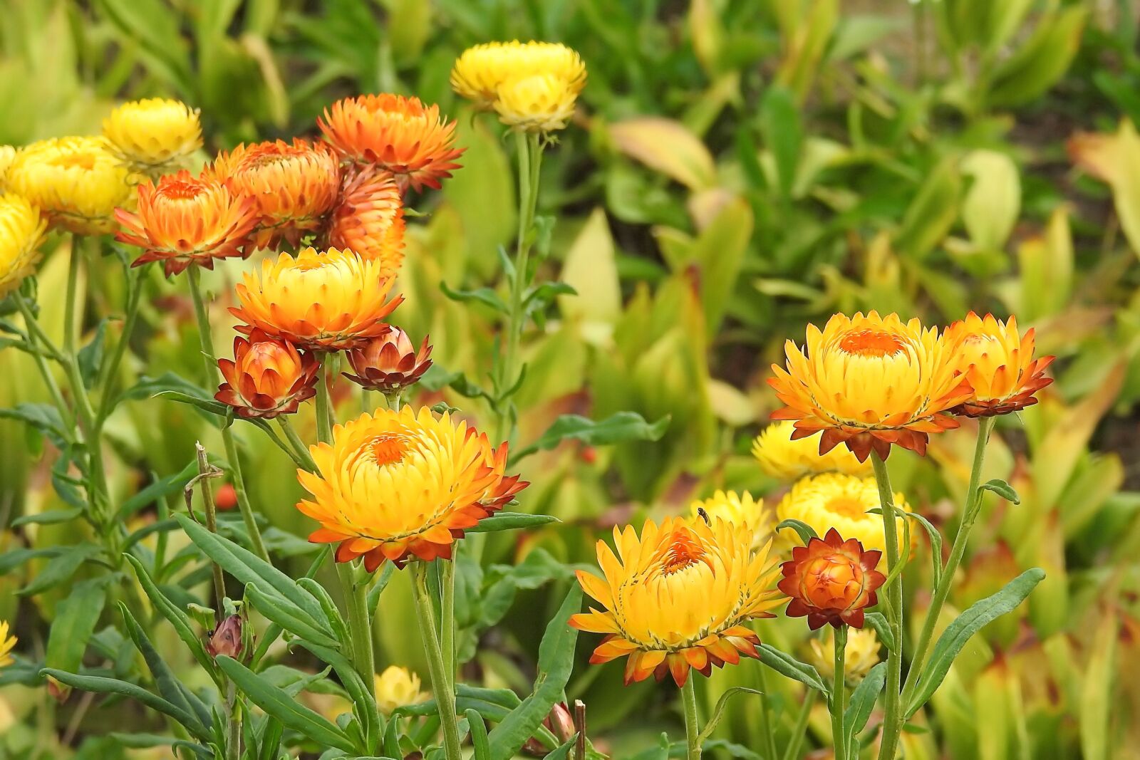 Nikon Coolpix P900 sample photo. Straw flowers, composites, helichrysum photography