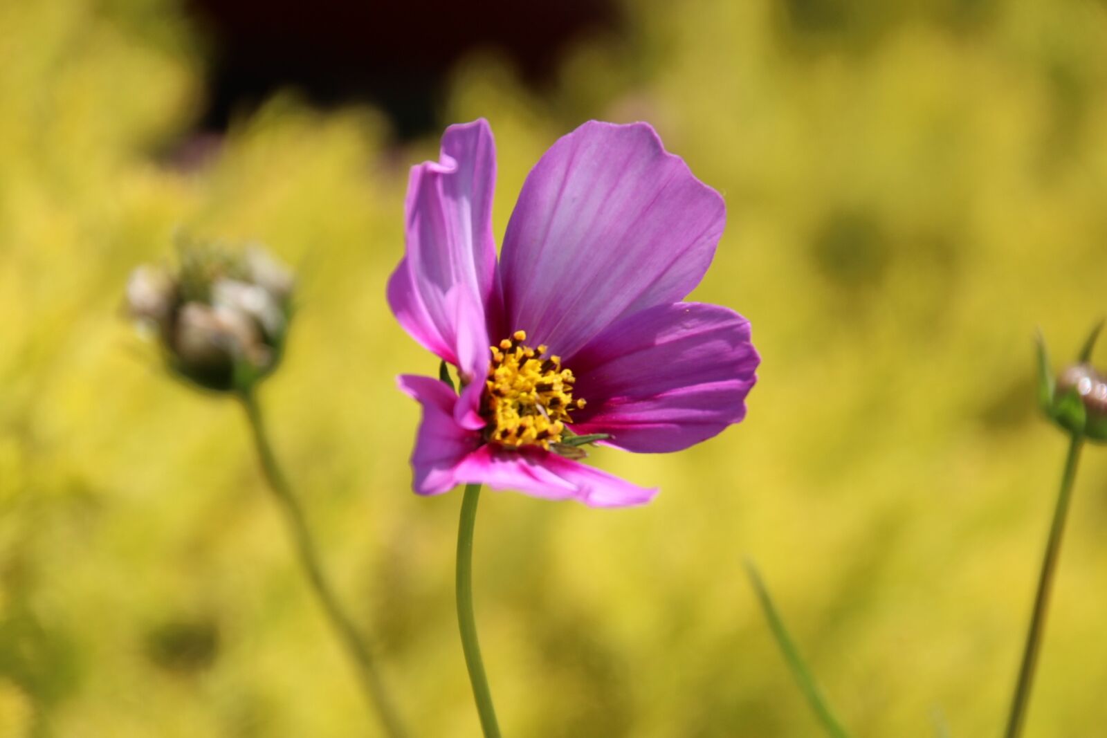 Canon EOS 600D (Rebel EOS T3i / EOS Kiss X5) sample photo. Flower, purple, yellow photography