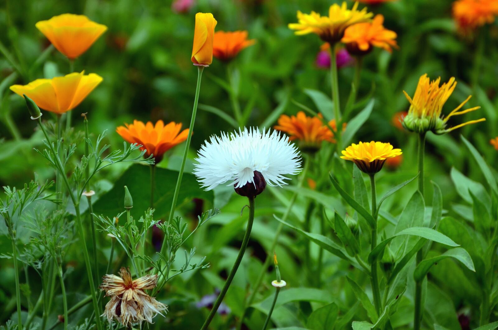 Nikon D5100 sample photo. Plant, flower, flowering, petal photography