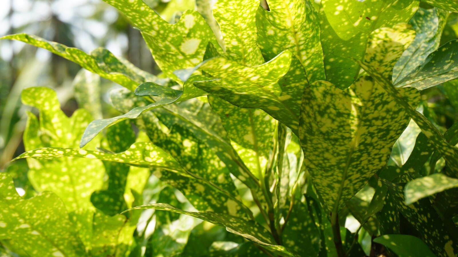 Sony a6000 sample photo. Plants, nature, texture photography