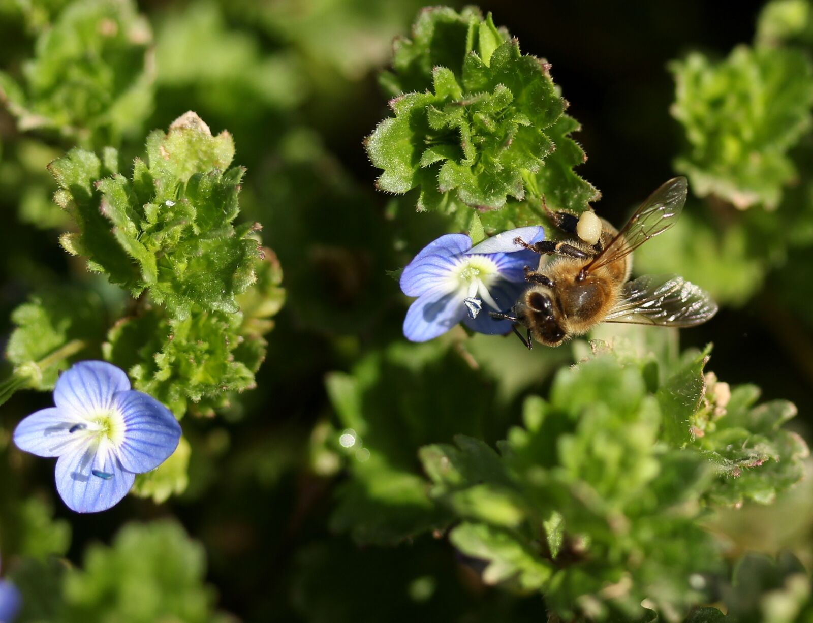 Canon EF-S 60mm F2.8 Macro USM sample photo. Cornflower, bee, flower photography