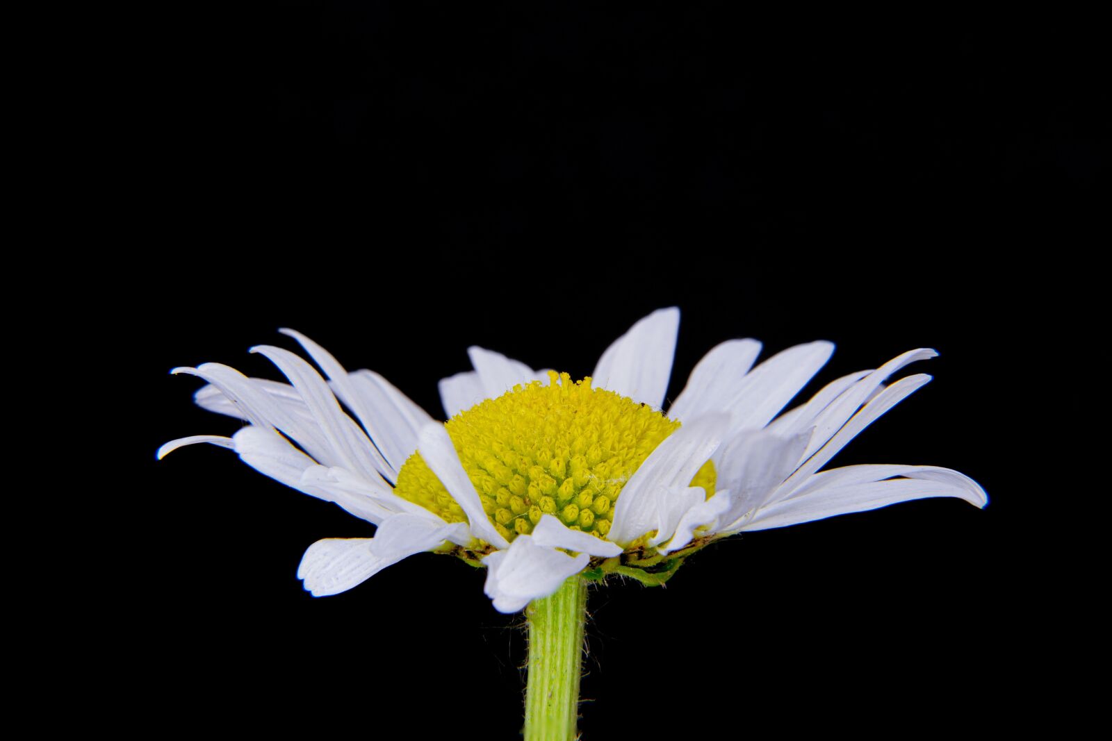 Nikon D5300 sample photo. Basket flower greenhouse, marguerite photography