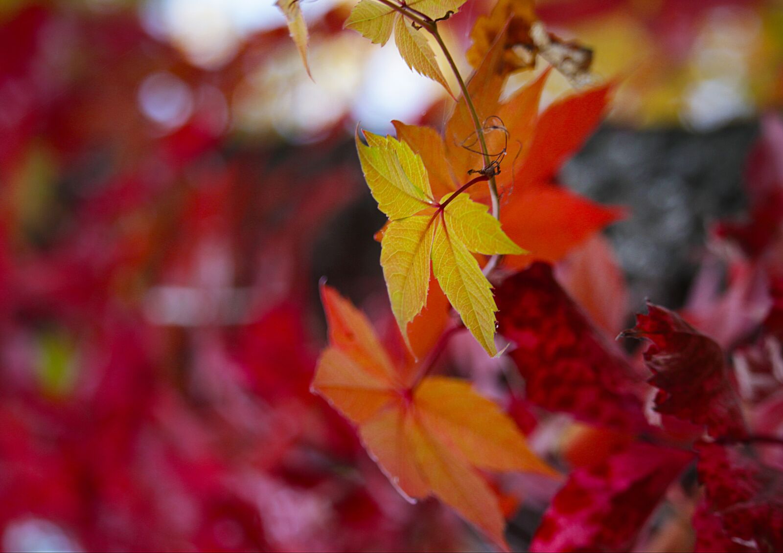 Canon EF-S 55-250mm F4-5.6 IS STM sample photo. Leaves, maple, foliage photography