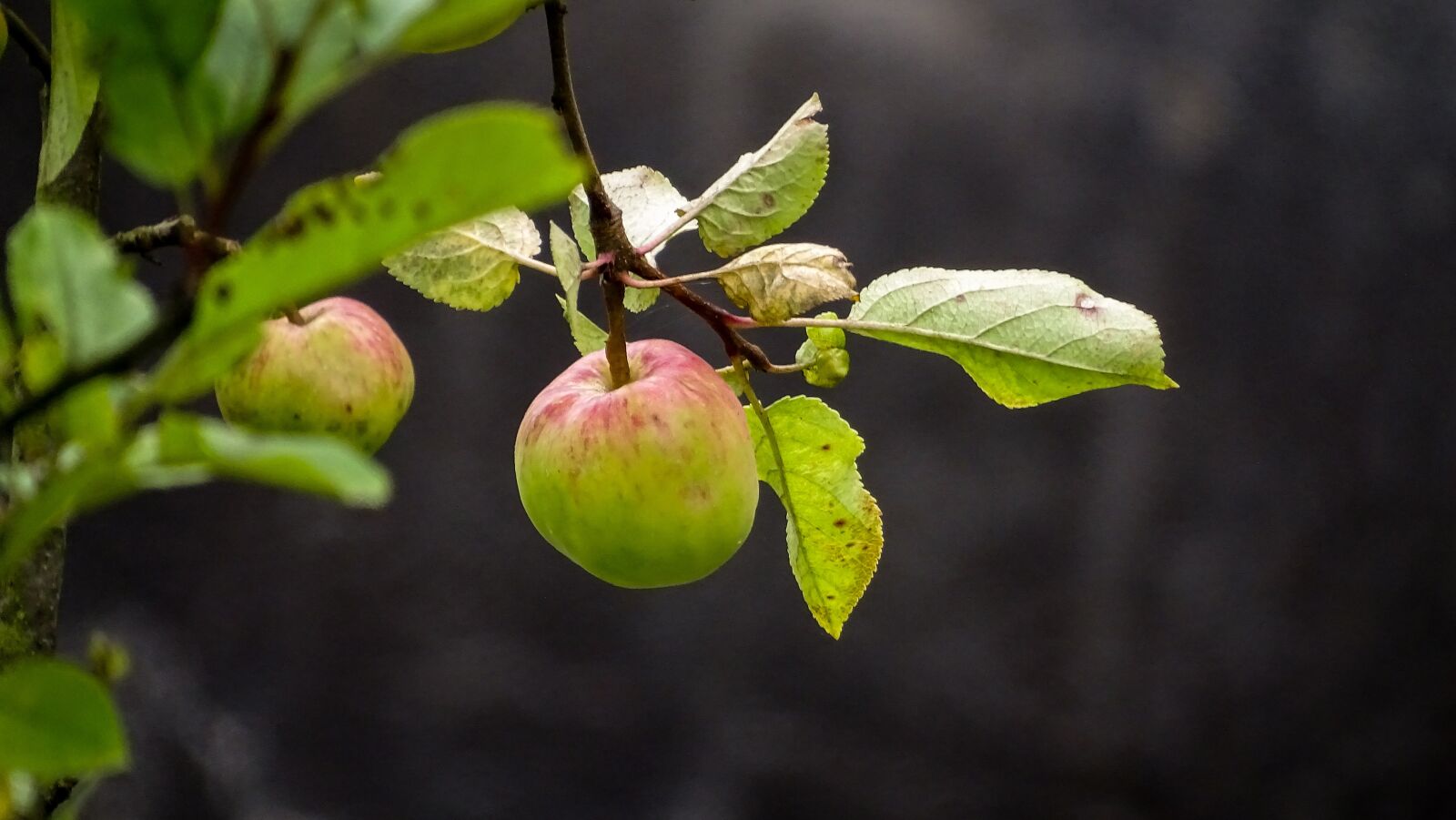 Sony Cyber-shot DSC-HX350 sample photo. Apple, nature, fruit photography