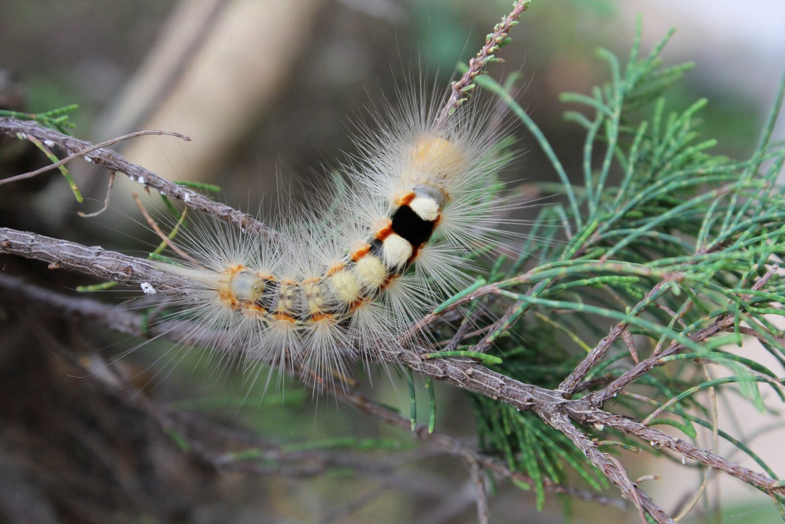 Canon EOS 60D sample photo. Caterpillar, close up, hairy photography
