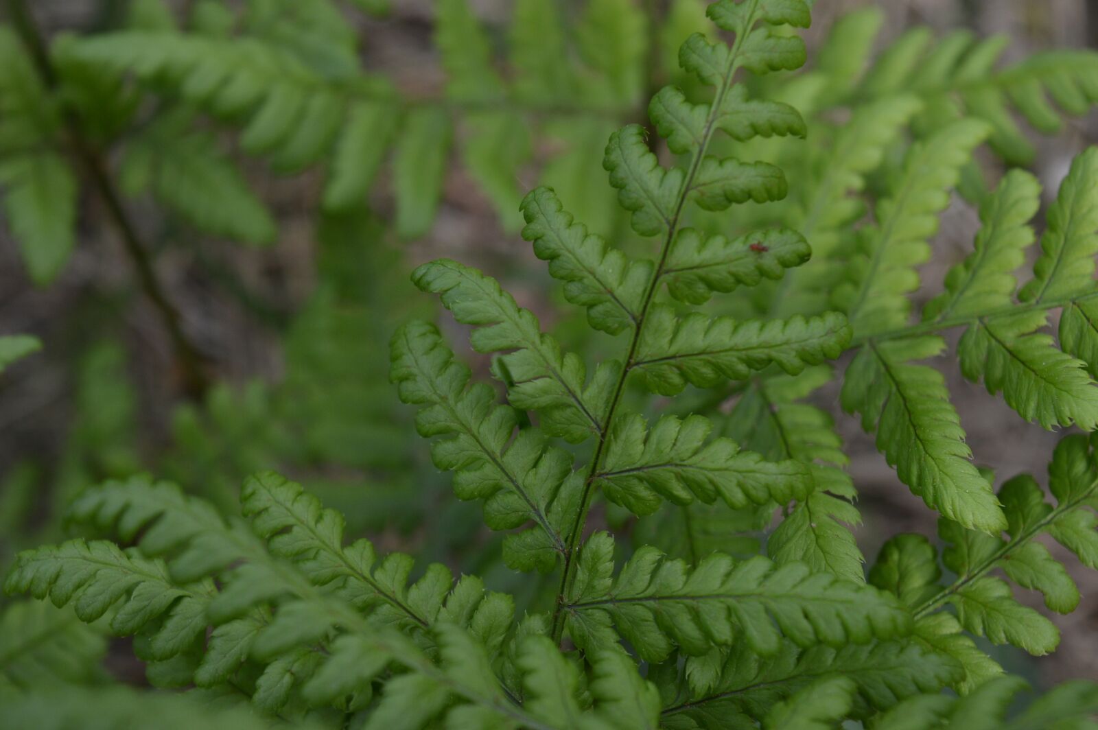 Nikon D3200 sample photo. Fern, zieloń, forest photography