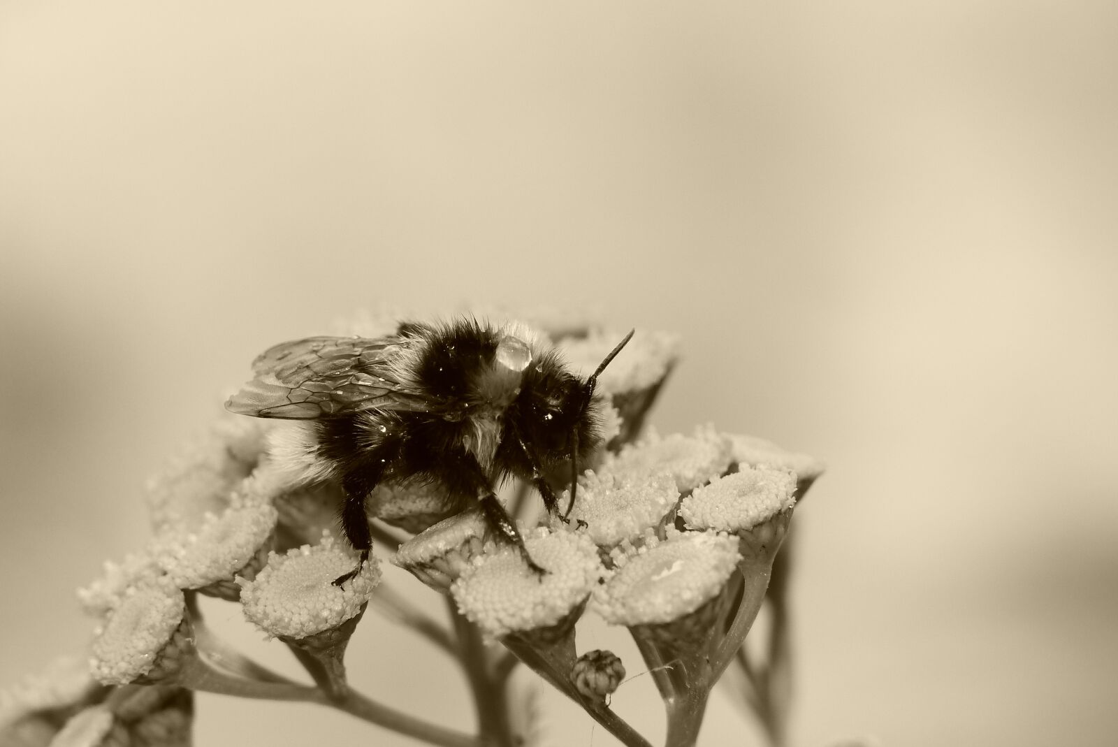 Panasonic Lumix DMC-FZ200 sample photo. Bumblebee gas, female, pszczo photography