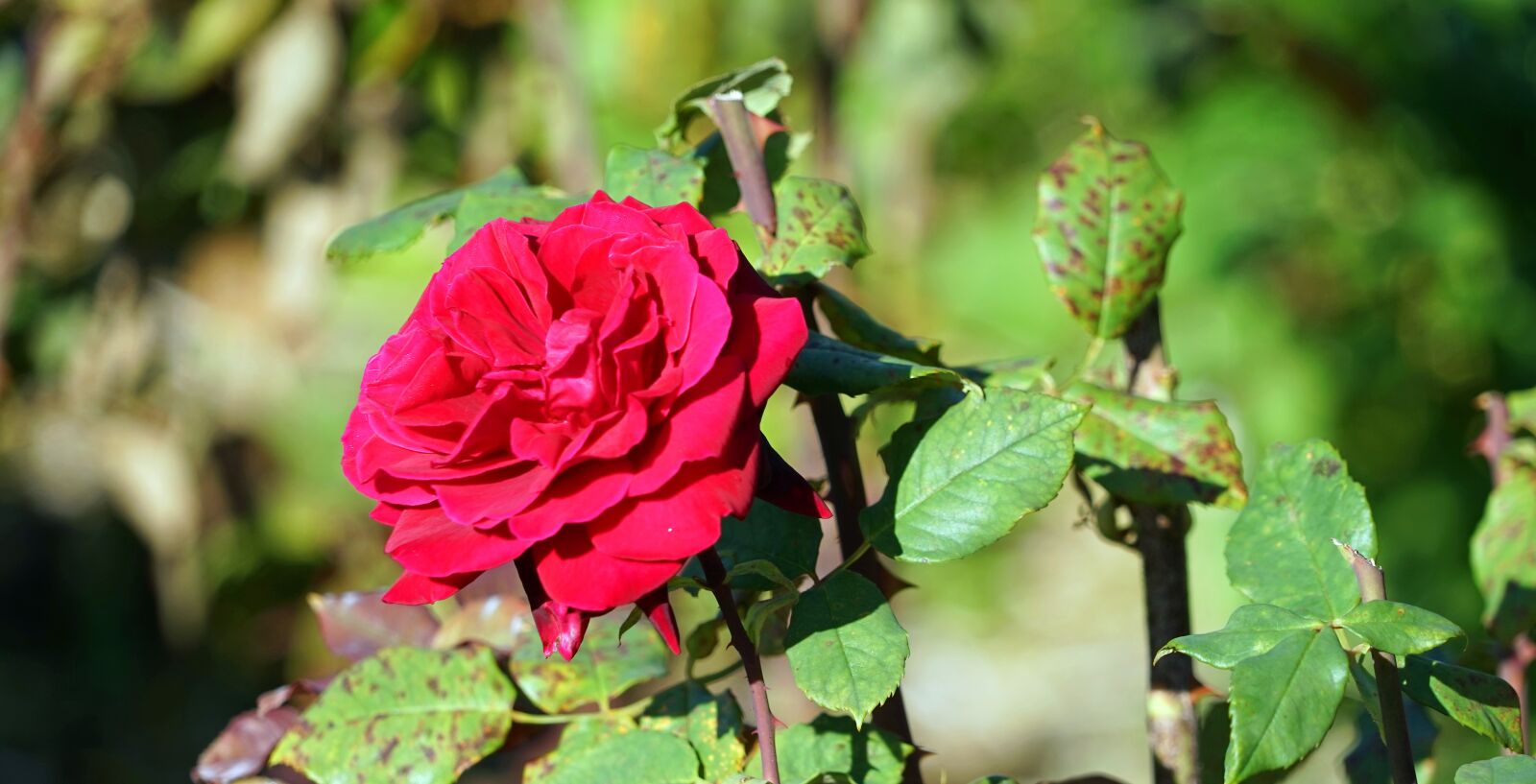 Sony a7 + Sony FE 24-240mm F3.5-6.3 OSS sample photo. Rose, red, flower photography