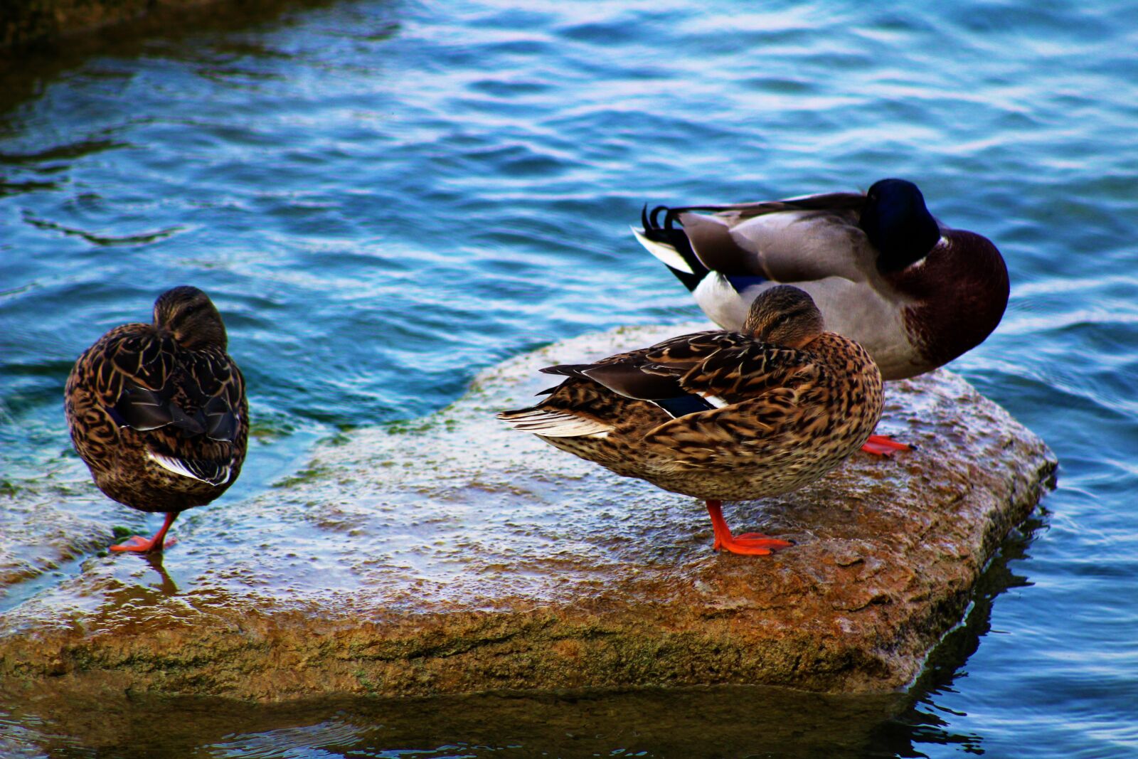 Canon EF75-300mm f/4-5.6 sample photo. Waters, duck, nature photography