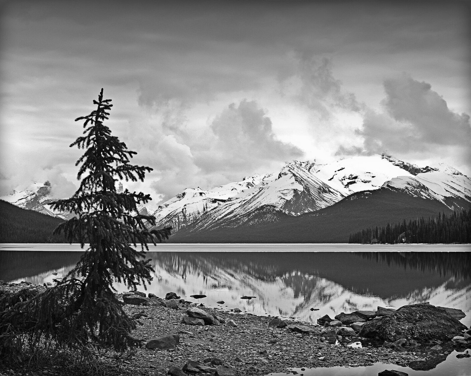 Nikon D70 sample photo. Banff alberta, mountain, pine photography