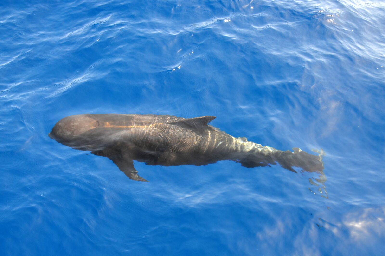 Nikon D5100 sample photo. Wal, pilot whale, marine photography