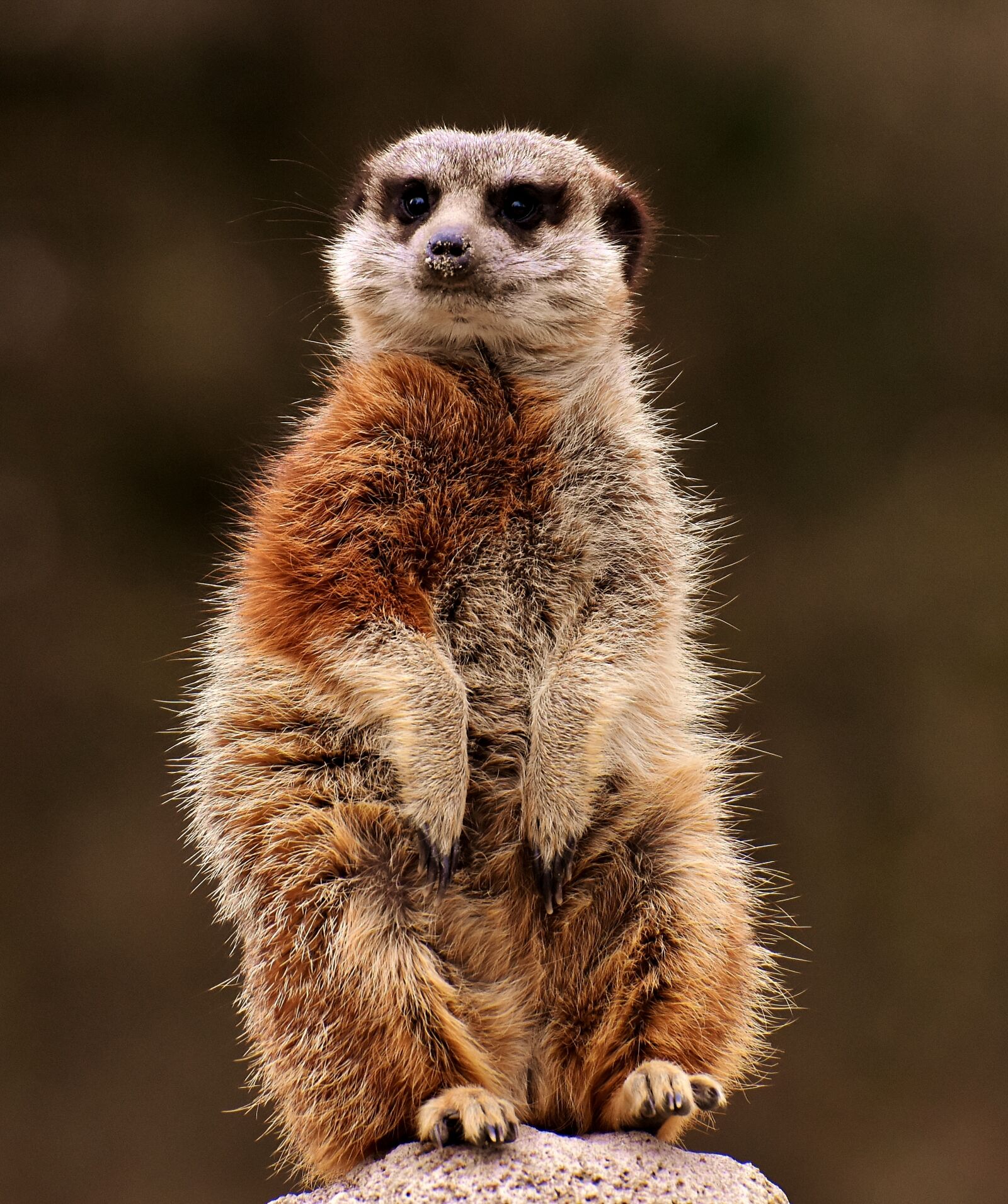 Nikon D7200 sample photo. Meerkat, animal, nature photography
