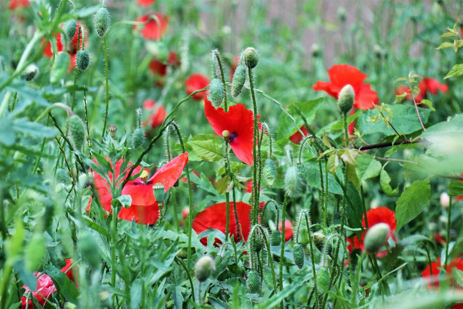 Canon EOS M6 sample photo. Poppies, grass, meadow photography
