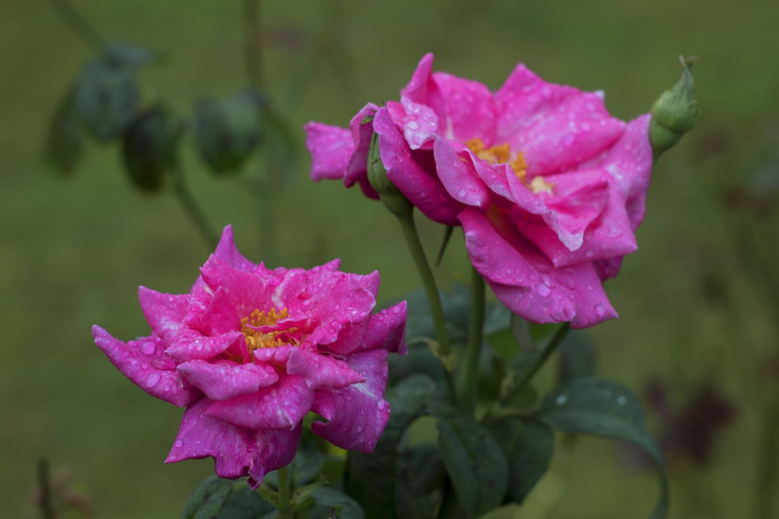 Canon EOS 1300D (EOS Rebel T6 / EOS Kiss X80) sample photo. Rose, pink, flower photography