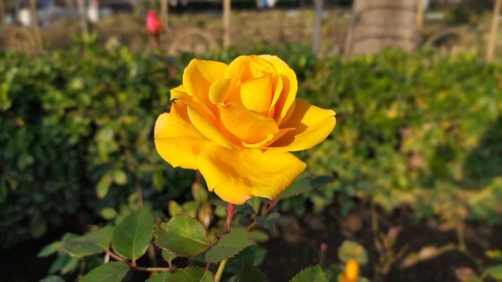 Xiaomi Redmi Note 8 sample photo. Flower, rose, romantic photography