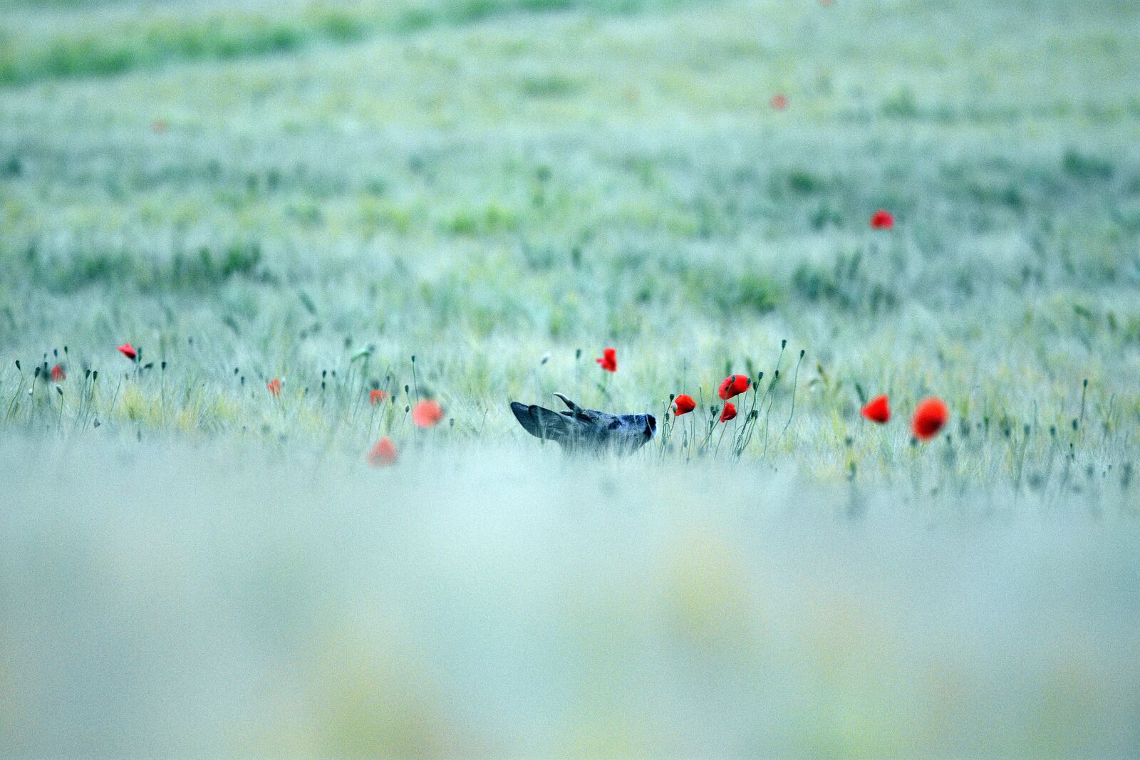 Nikon D3400 sample photo. Poppy, poppies, flower photography