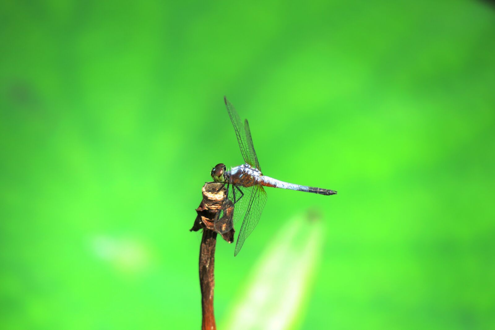 Canon PowerShot G3 X sample photo. Dragonfly, quentin chong, summer photography