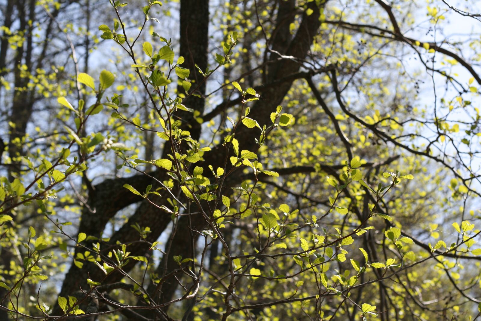 Canon EOS 400D (EOS Digital Rebel XTi / EOS Kiss Digital X) sample photo. Spring, tree, green photography