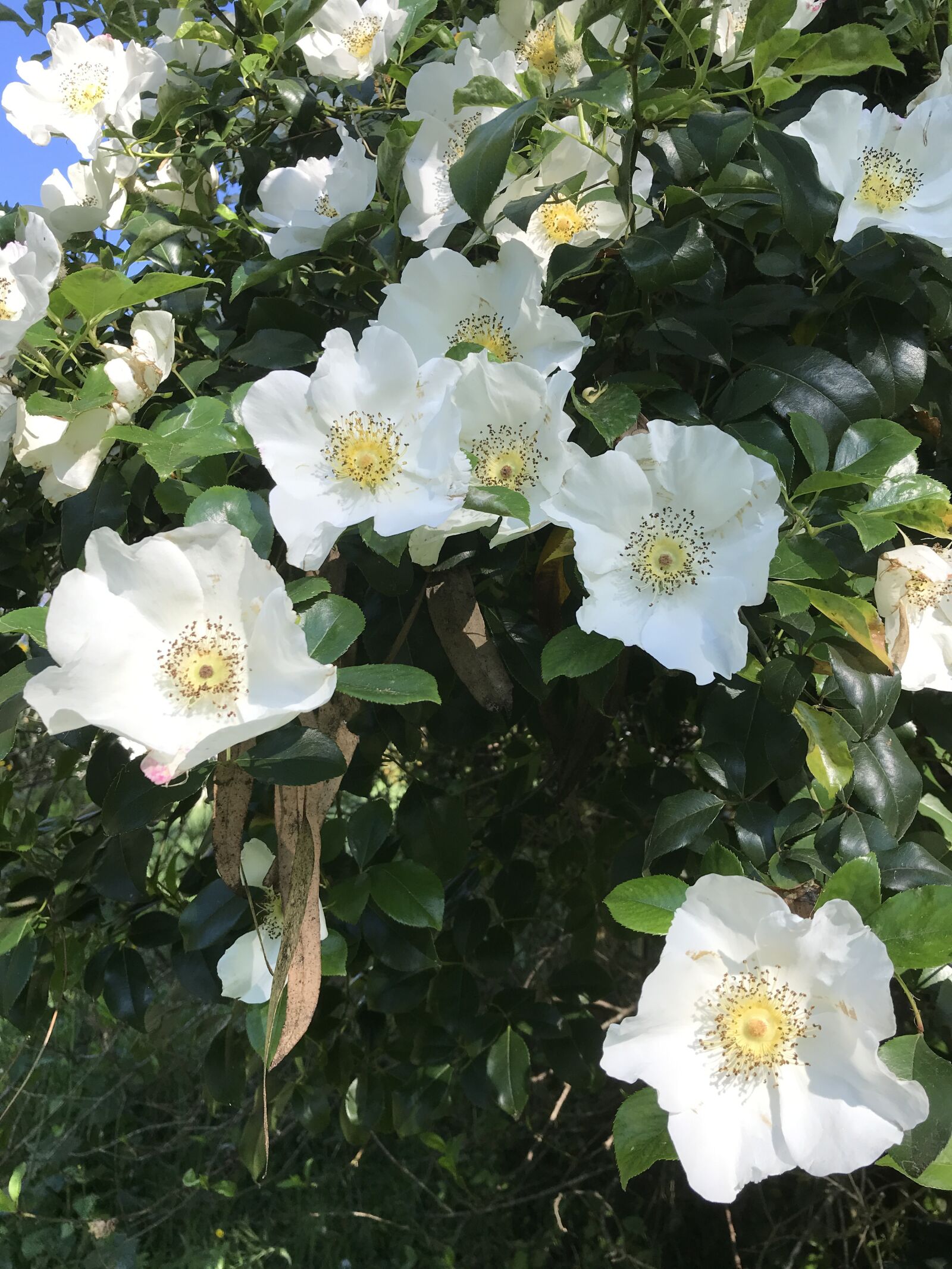 iPhone 7 Plus back dual camera 3.99mm f/1.8 sample photo. Cherokee, rose, spring photography
