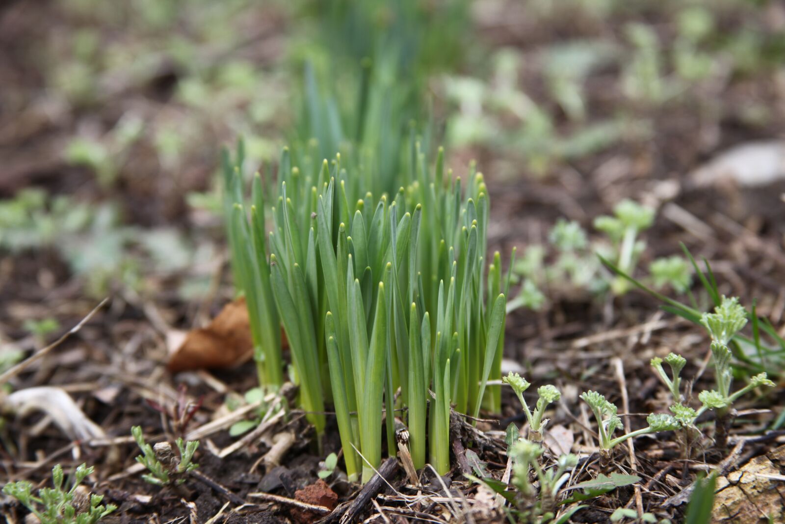 Canon EOS 5D Mark II sample photo. Spring grass, spring, macro photography