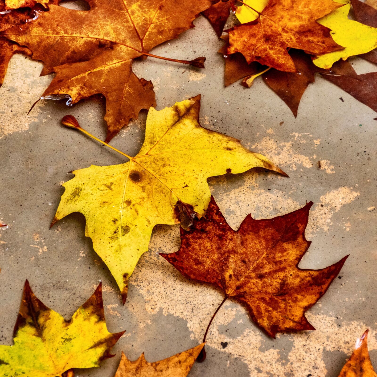Nikon D5600 sample photo. Leaves, fallen, dead photography