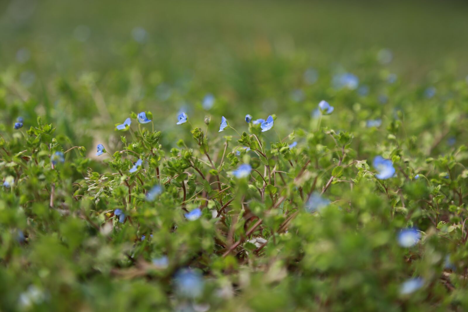 Canon EOS 6D + Canon EF 24-105mm F4L IS USM sample photo. Nature, plants, flowers photography