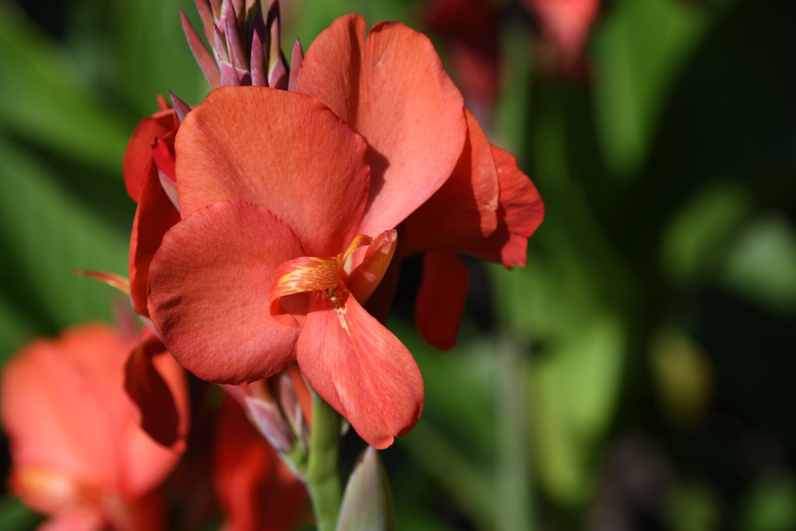 Nikon D850 sample photo. Flower, blossom, petal photography