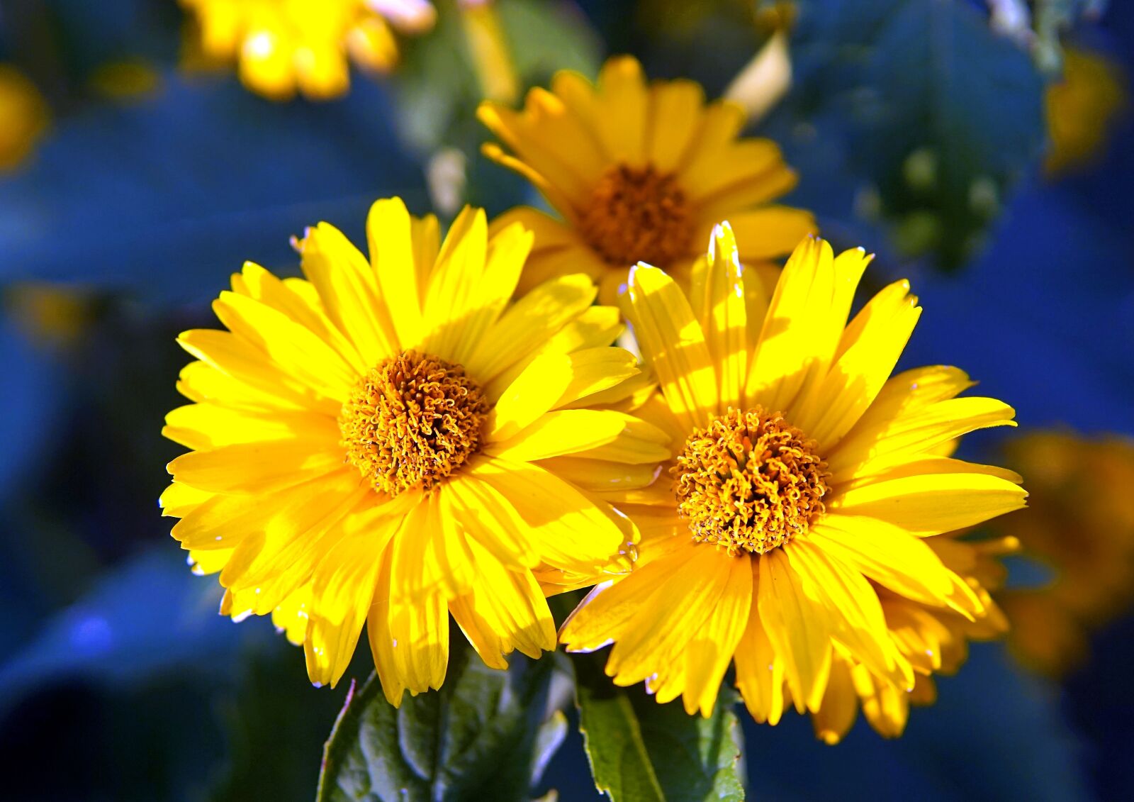 Sony Alpha a5000 (ILCE 5000) + Sigma 30mm F1.4 DC DN | C sample photo. Flower, yellow, blossom photography
