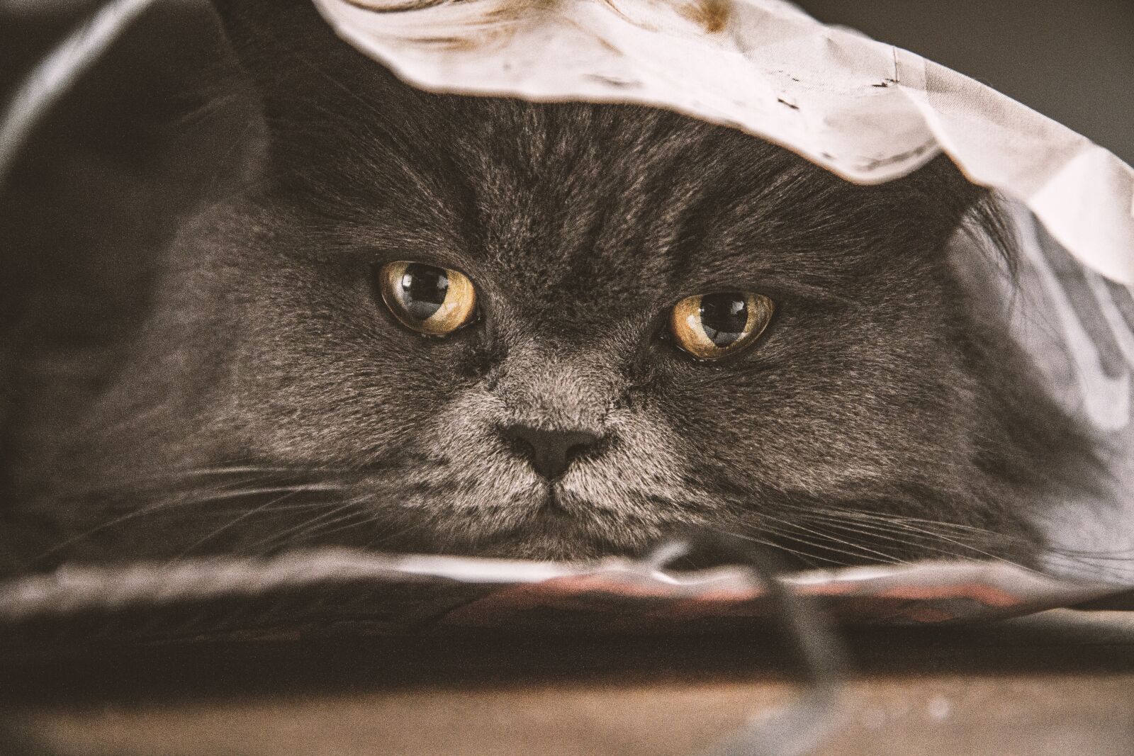 Canon EOS 7D sample photo. Cat, emotion, kitten photography