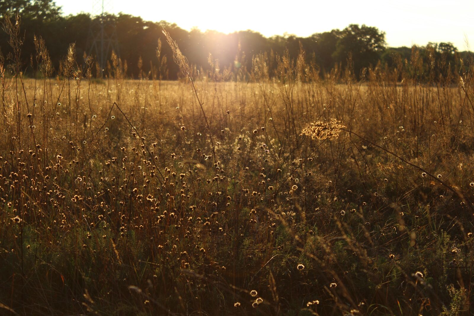 Canon EOS 1200D (EOS Rebel T5 / EOS Kiss X70 / EOS Hi) sample photo. Meadow, sunset, grasses photography