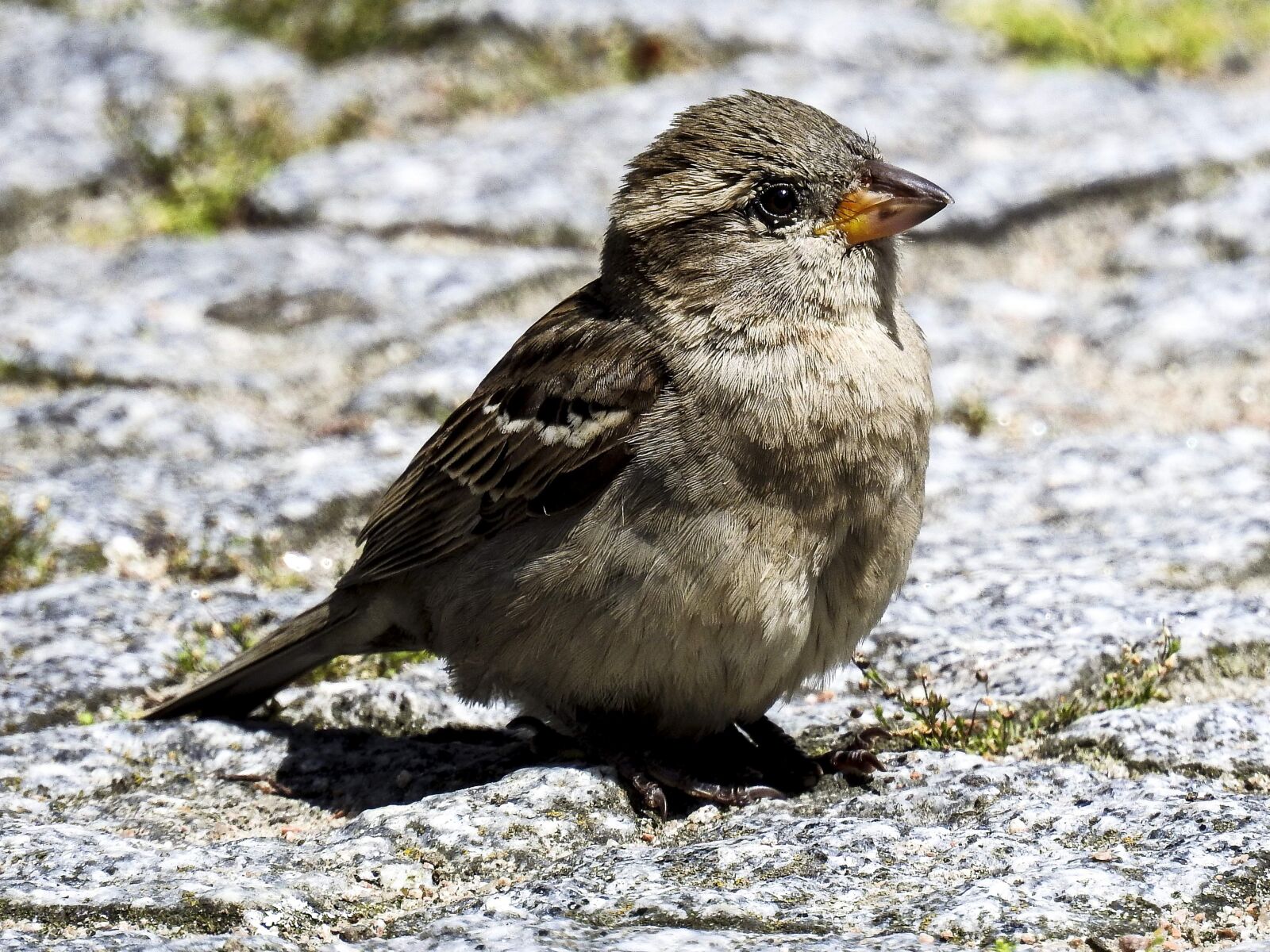 Nikon Coolpix P900 sample photo. House sparrow, sperling, bird photography