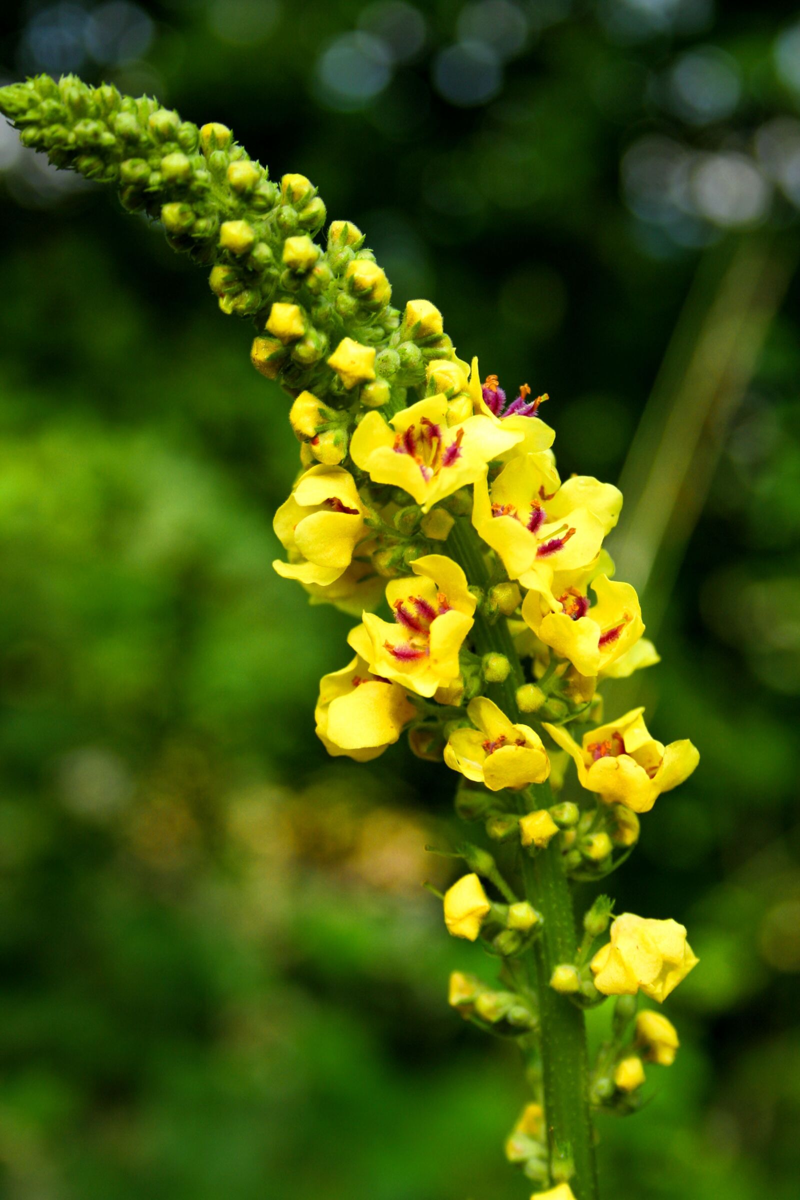 Canon EOS 350D (EOS Digital Rebel XT / EOS Kiss Digital N) sample photo. Mullein, wild flower, plant photography