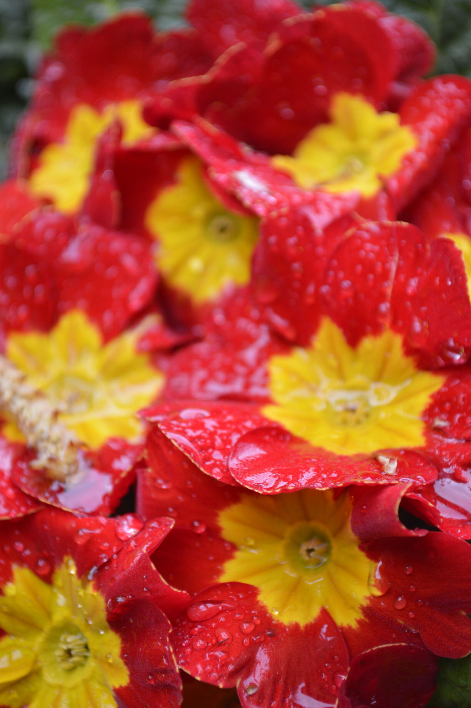 Nikon D3200 sample photo. Flowers, red, spring, water photography