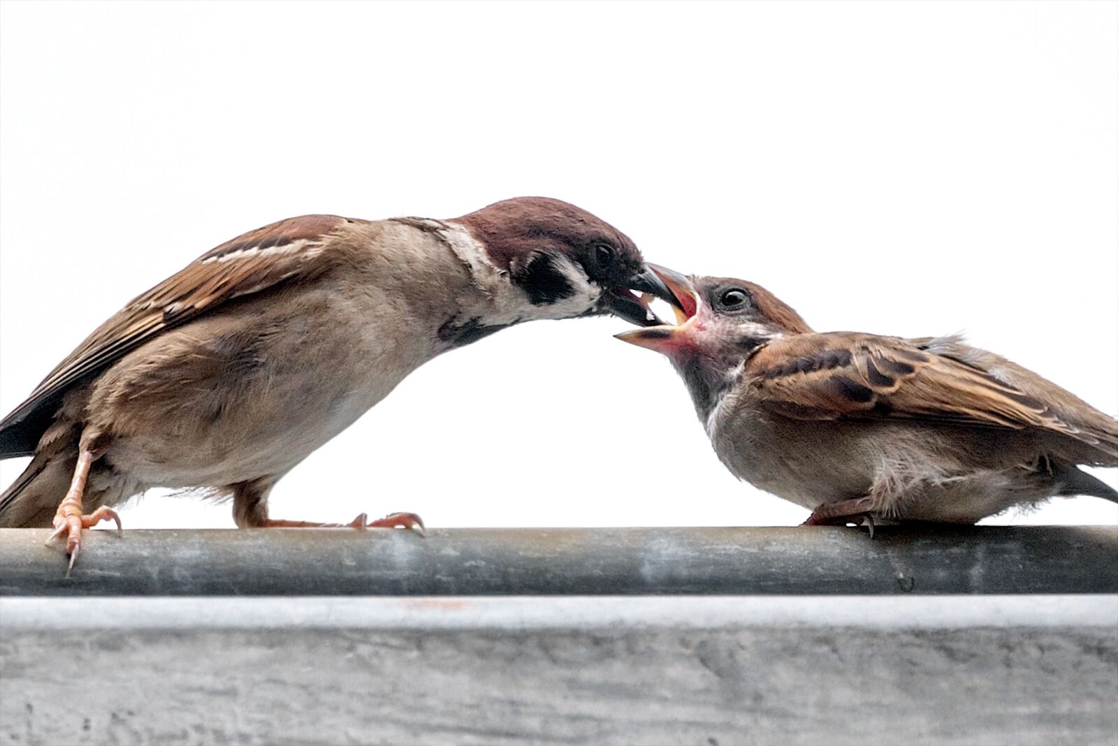 Nikon D750 sample photo. Sparrow, feeding, nature photography
