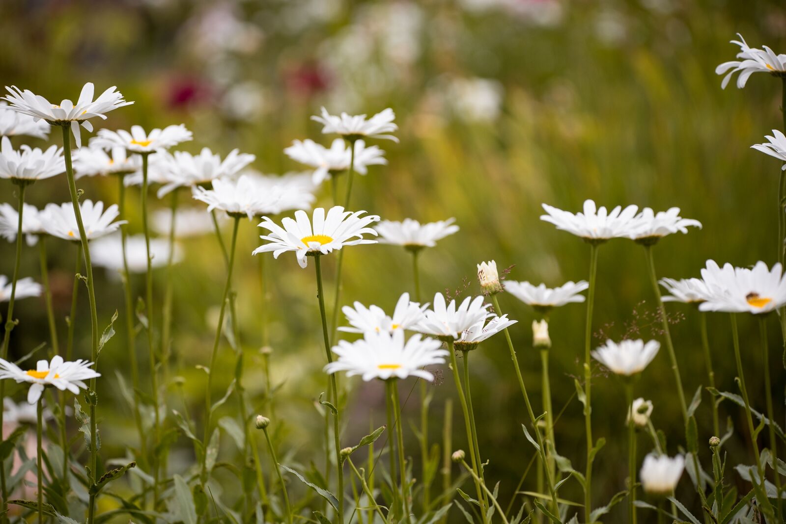 Nikon D750 sample photo. Marguerite, meadow, marguerite meadow photography