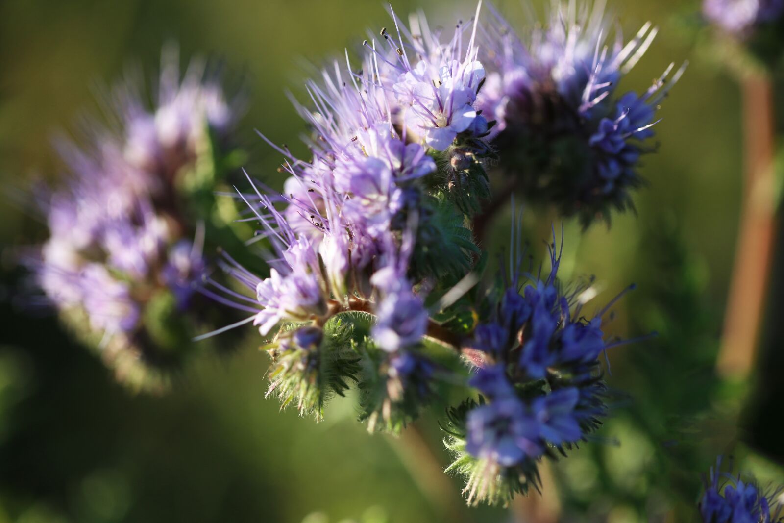 Canon EF 100mm F2.8L Macro IS USM sample photo. Plant, flowers, blue photography
