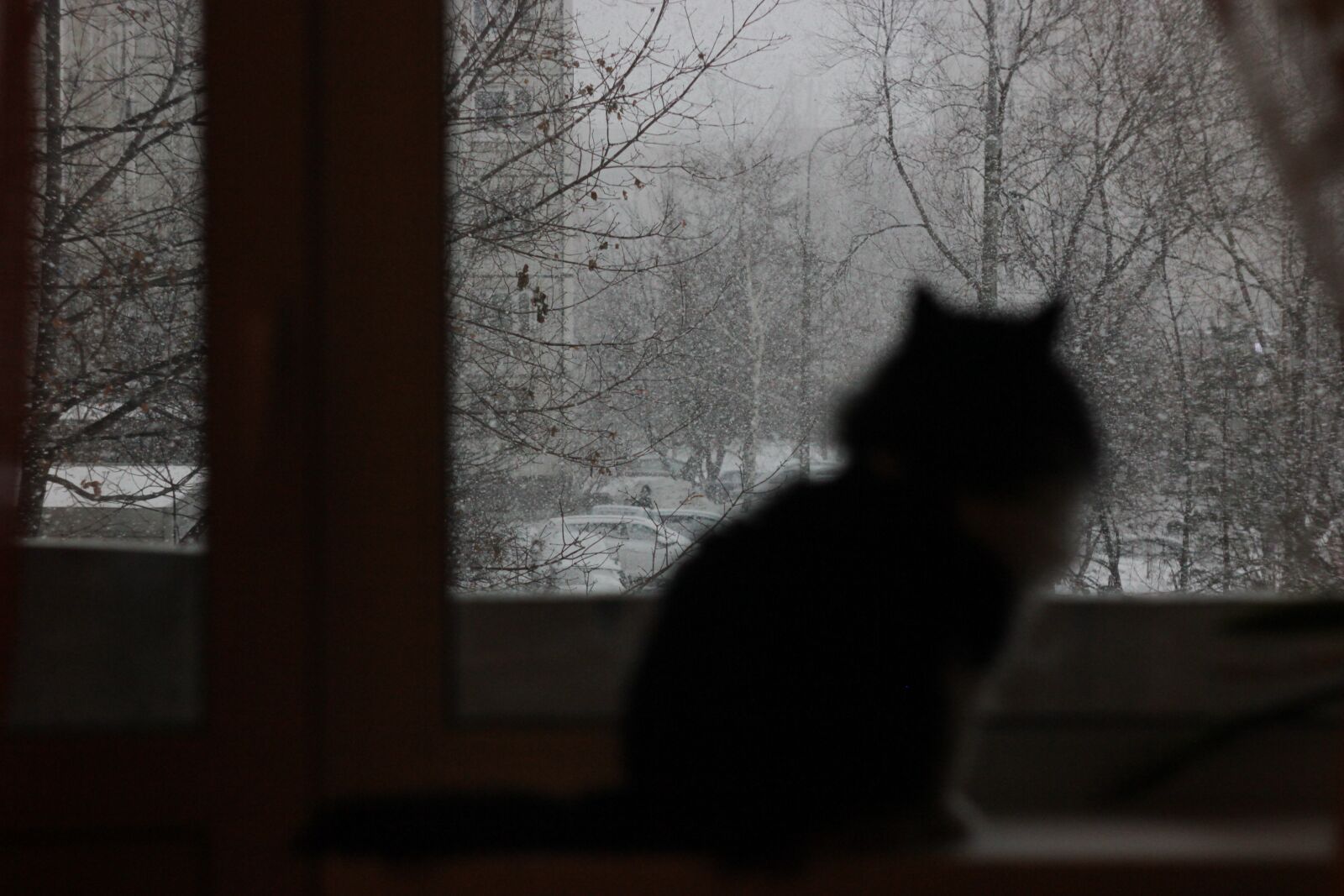 Canon EOS 550D (EOS Rebel T2i / EOS Kiss X4) sample photo. Cat, snow, winter photography