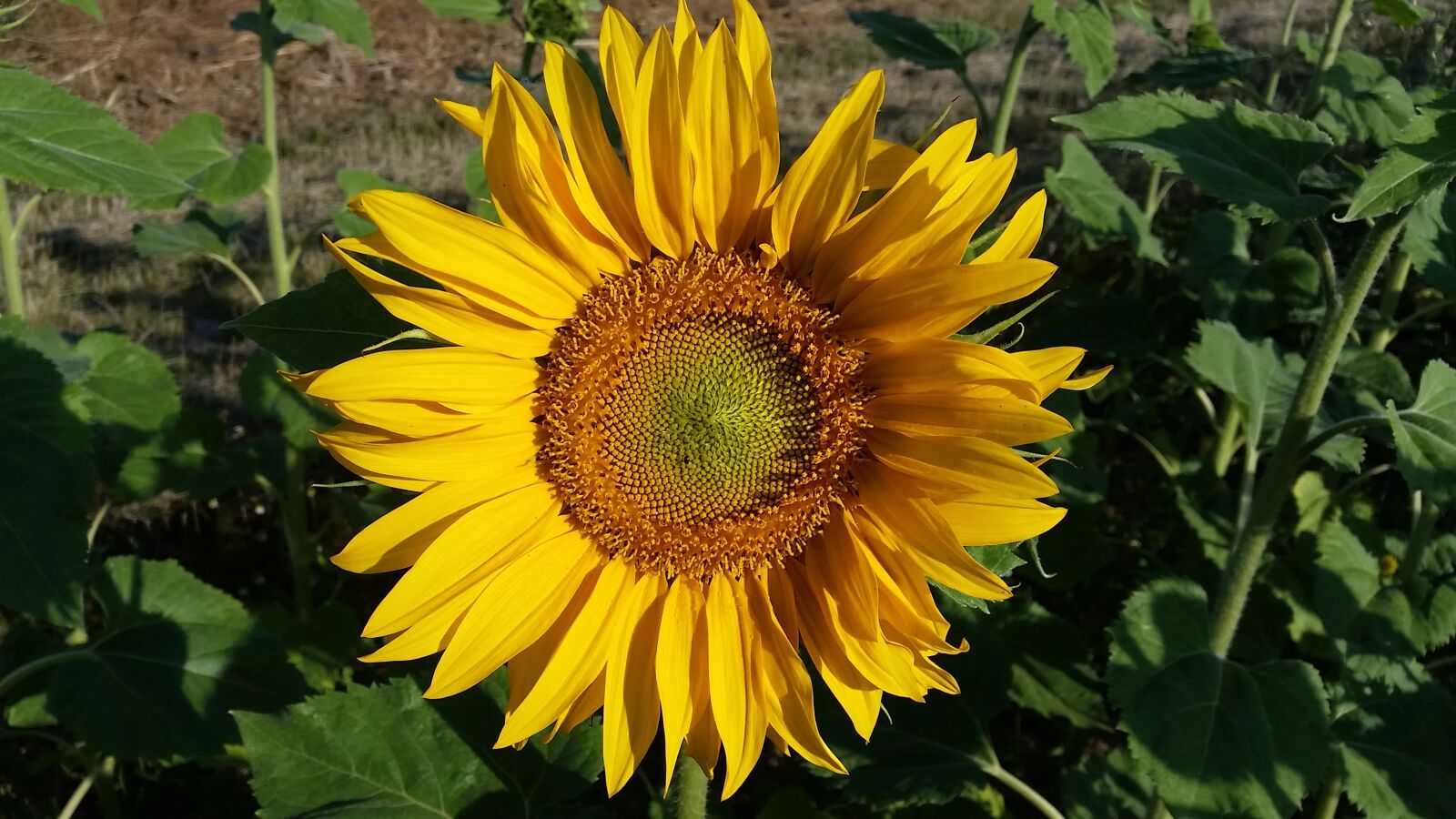 Samsung Galaxy S5 sample photo. Sunflower, field, summer photography