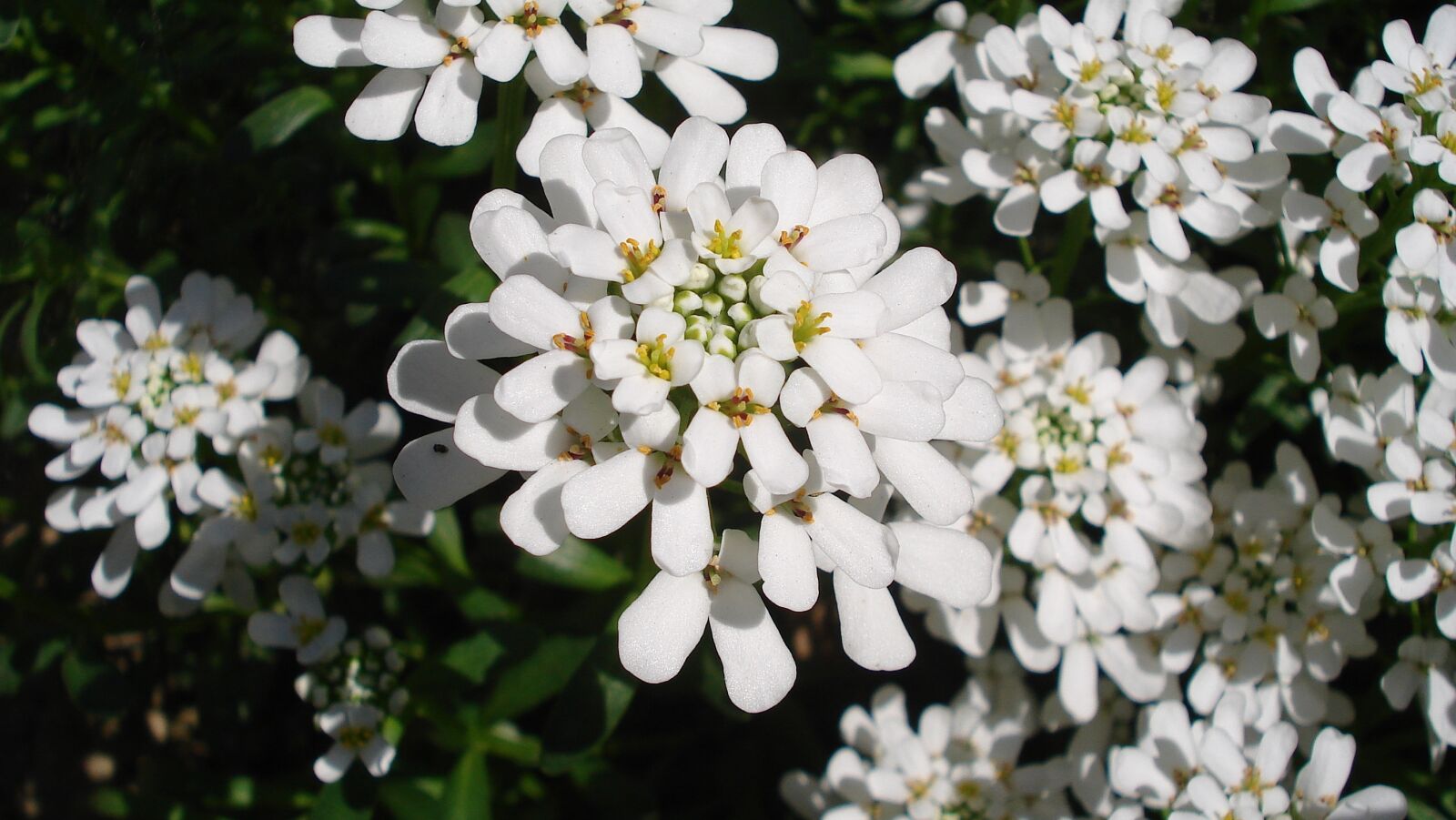 Sony DSC-W50 sample photo. Flower, spring, white photography