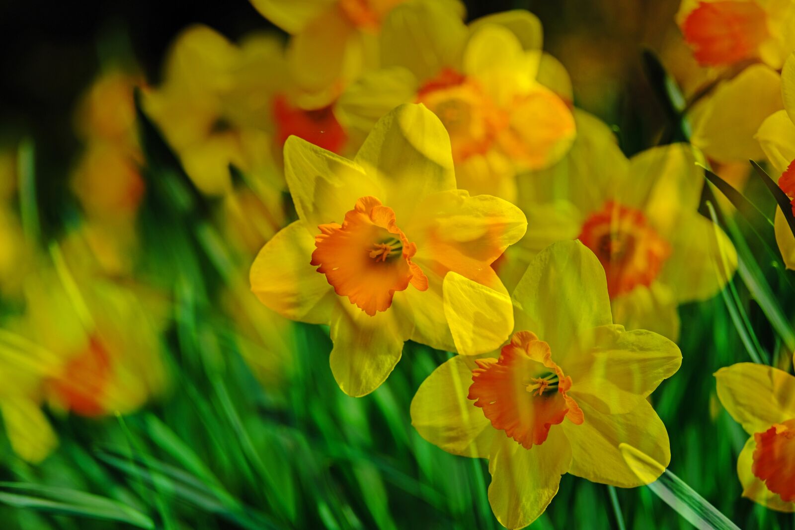 Fujifilm X-T3 sample photo. Narcissus, flower, yellow photography