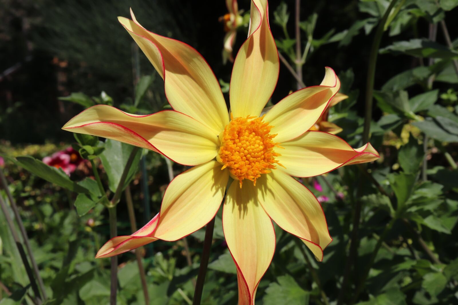 Canon EOS 800D (EOS Rebel T7i / EOS Kiss X9i) sample photo. Dahlias, flower flat, yellow photography
