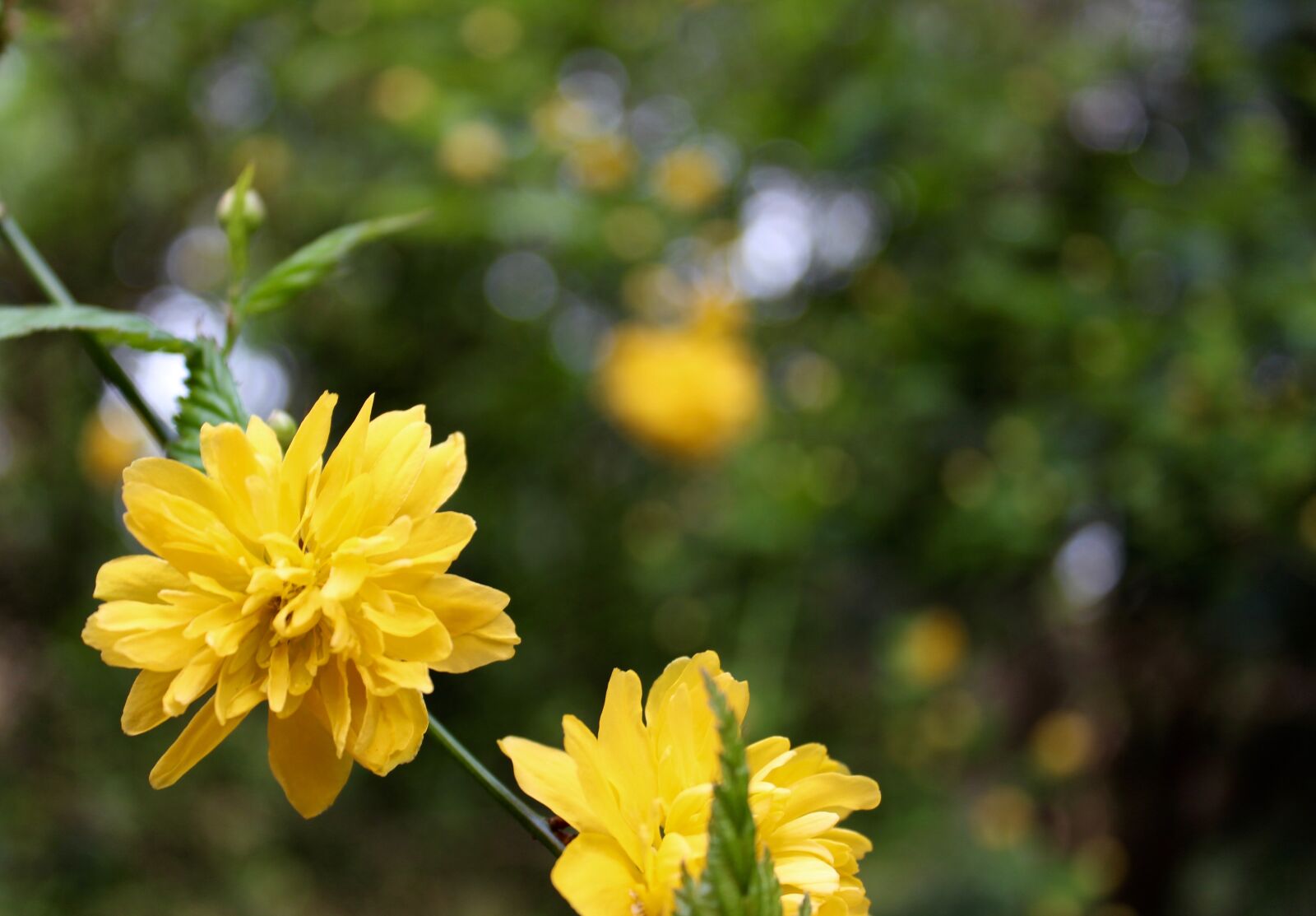 Canon EOS 1300D (EOS Rebel T6 / EOS Kiss X80) sample photo. Flowers, nature, yellow photography