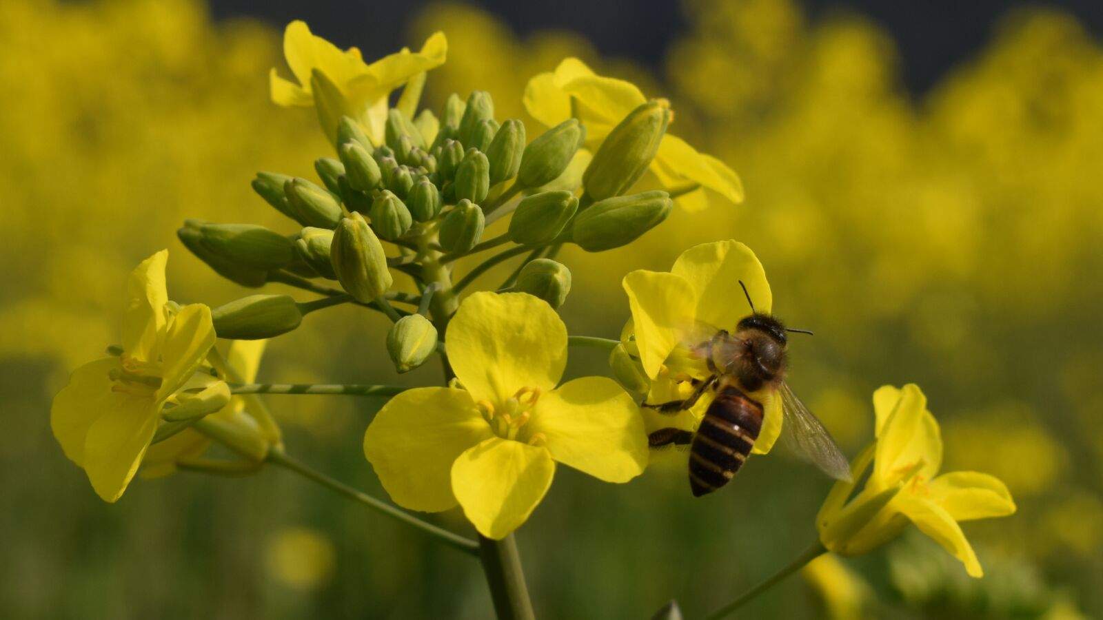 Nikon D3300 sample photo. Flower, spring, bee photography