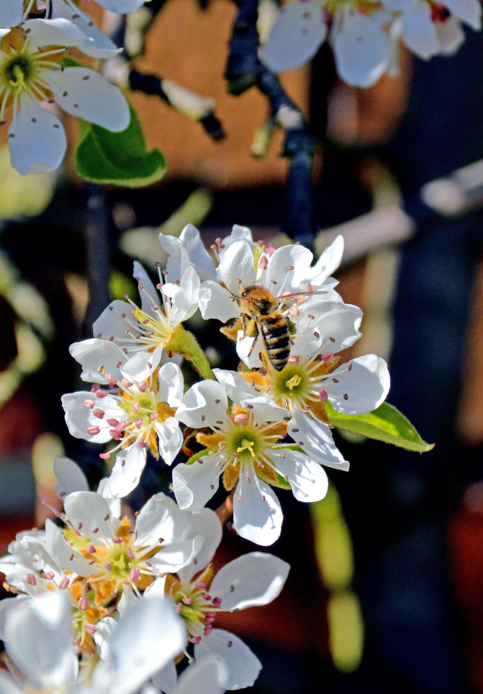 Nikon D3200 sample photo. Birne, bl te, fr photography
