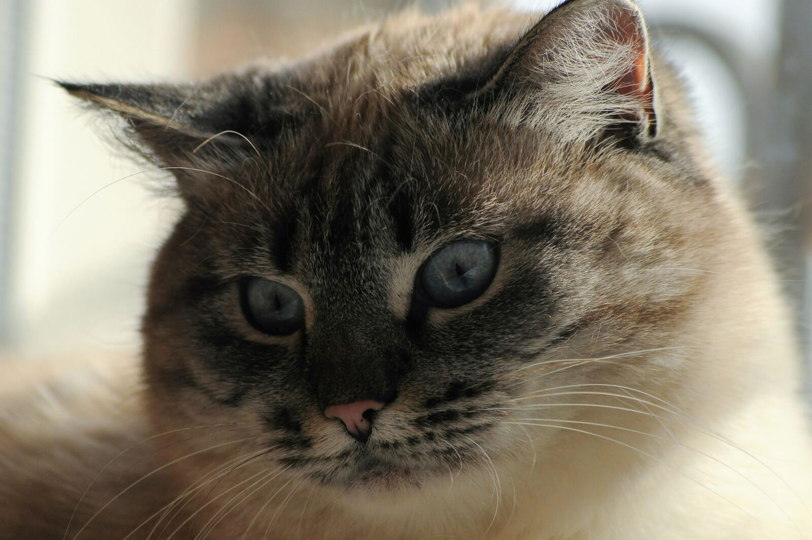 Nikon D90 sample photo. Cat, think, white photography