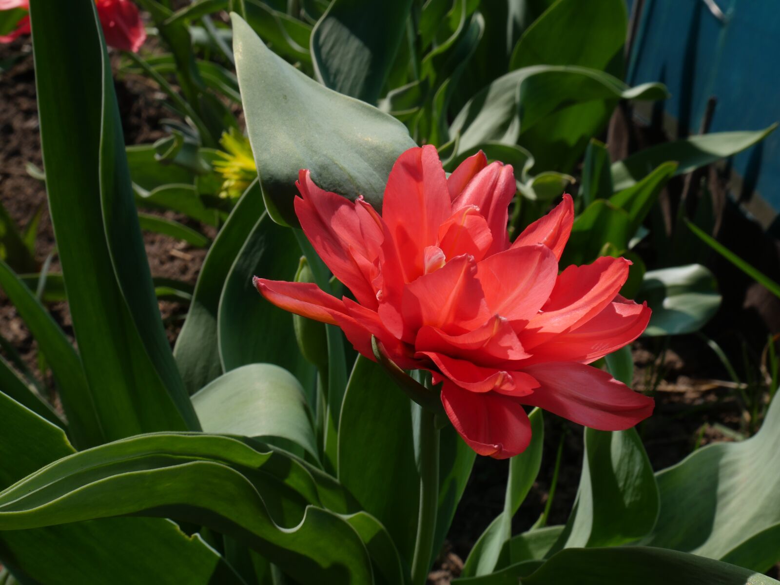 Panasonic Lumix DMC-GX8 sample photo. Tulip, pink tulip, double photography