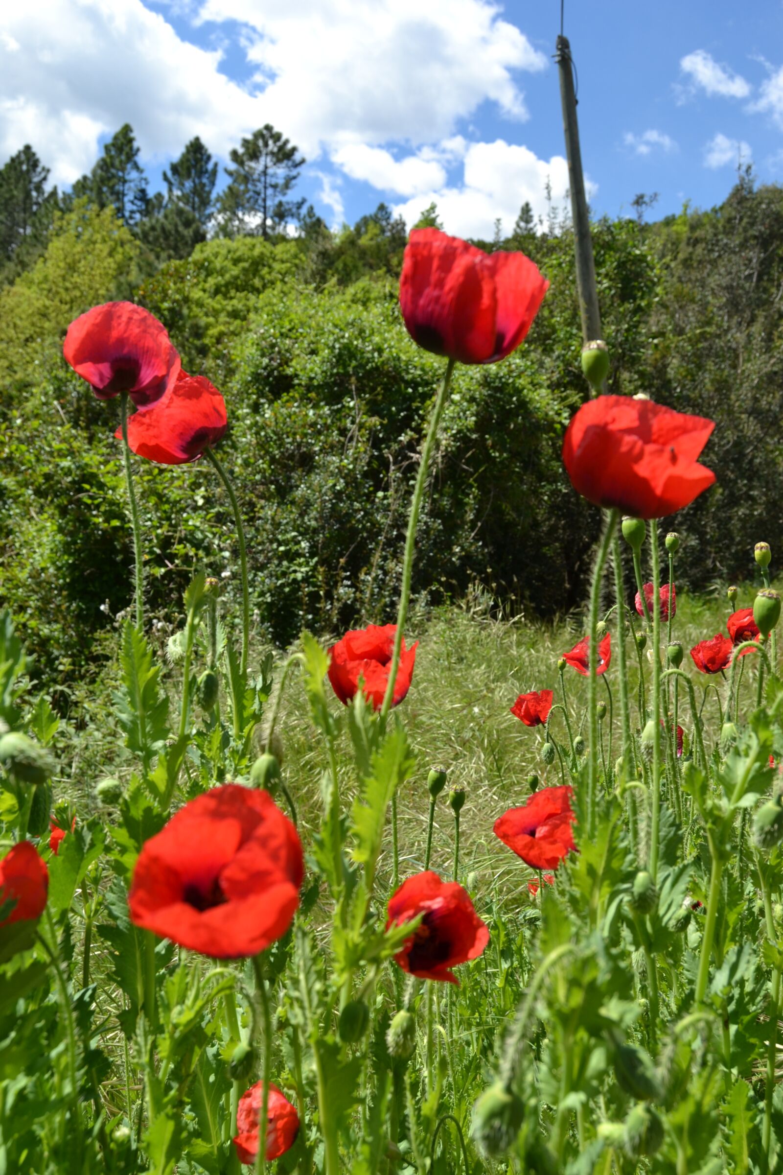 Nikon D3100 sample photo. Poppies, of, spring photography
