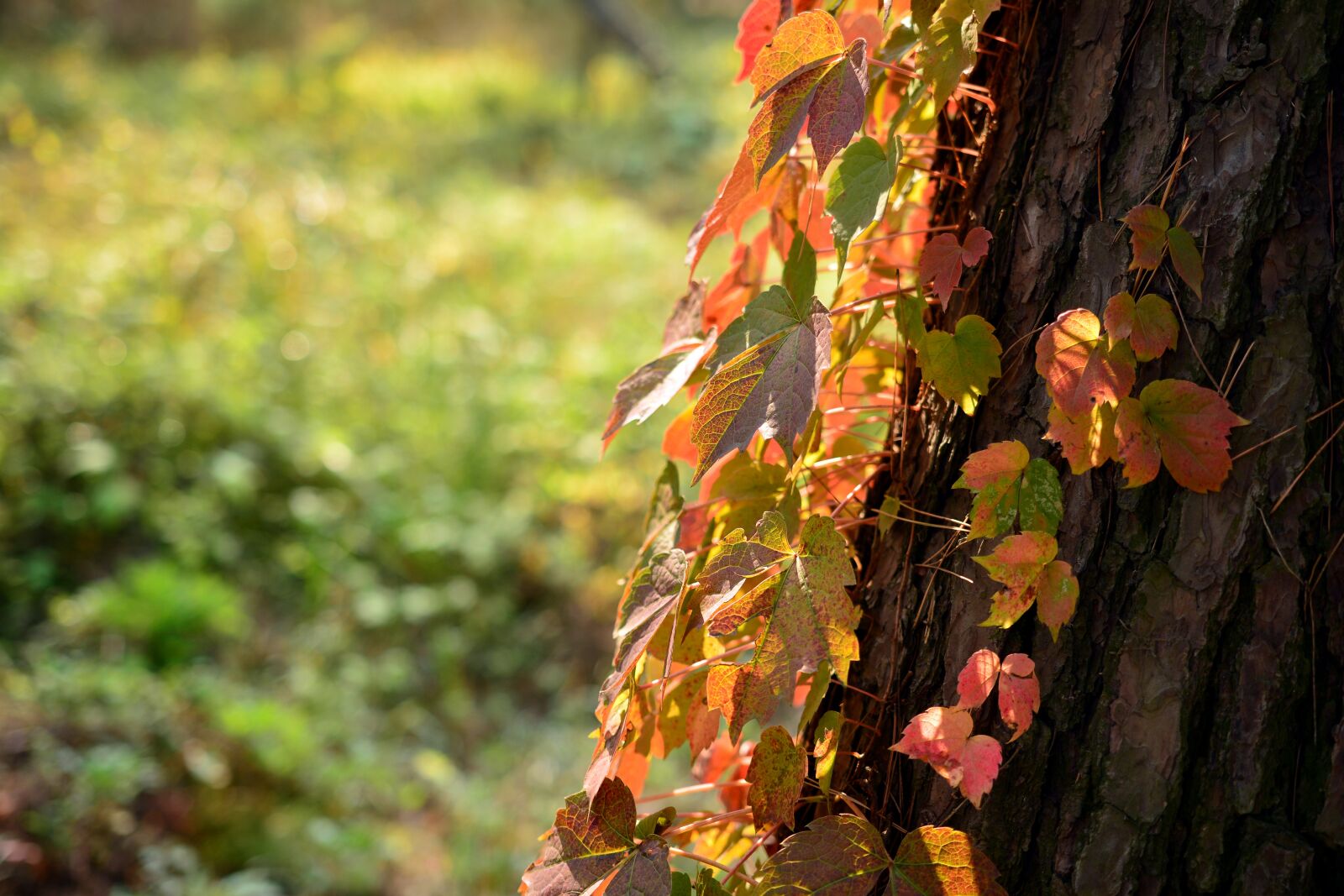 Nikon D7100 sample photo. Korea, gyeonggi do, gimpo-si photography
